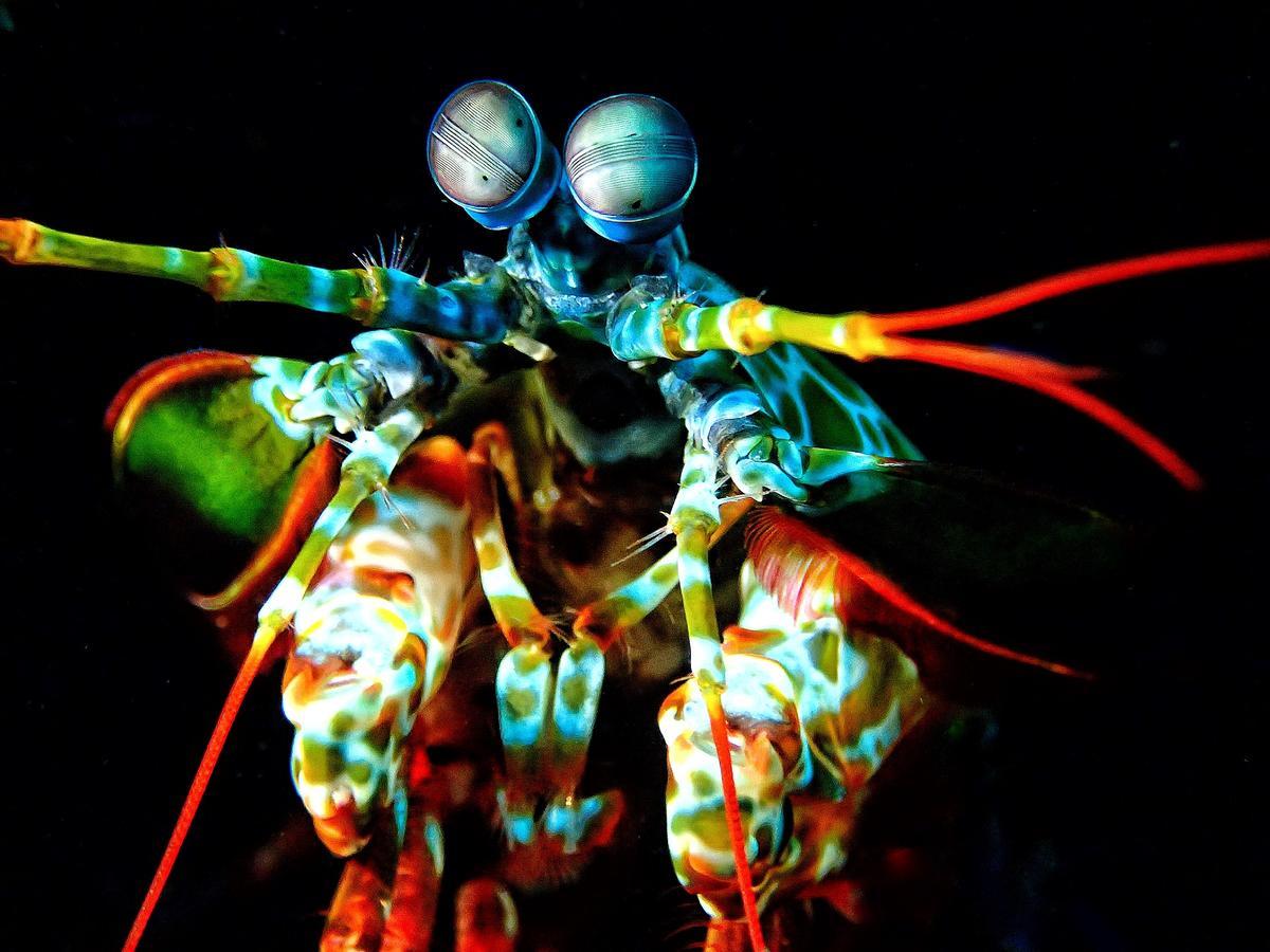 Pebble & Fins Bali Dive Resort 图兰奔 外观 照片